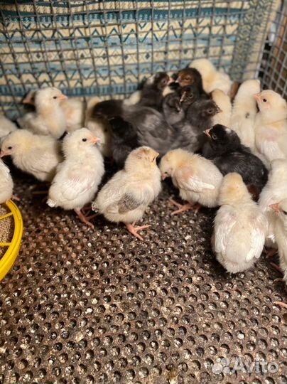Цыплята