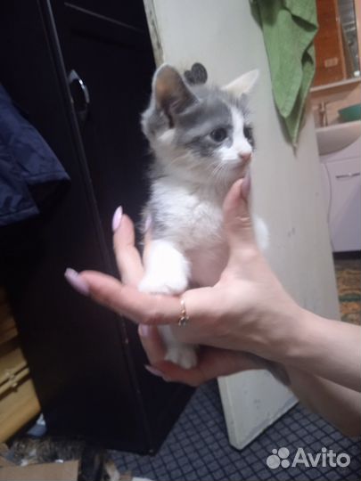 Котята (девочки)