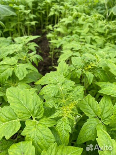 Рассада помидор