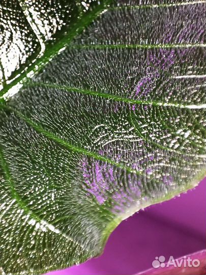 Алоказия шкура дракона, Пинк дракон,сильвер и др