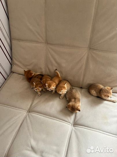 Кошки