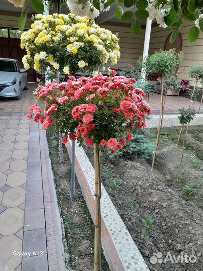 Роза на штамбе