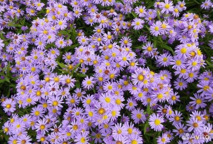 Многолетние цветы и растения