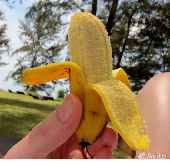 Банан комнатный,лимон,мандарин