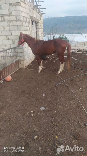 Продам лошадь