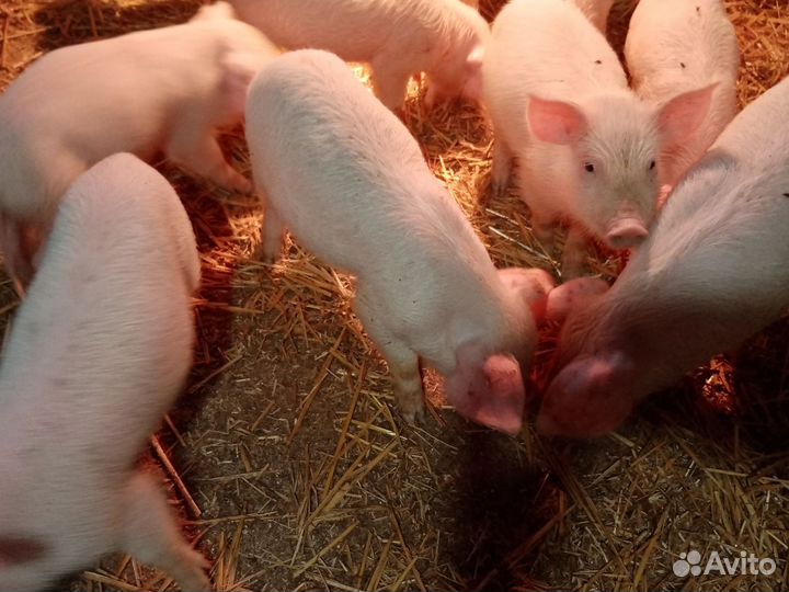 Поросята