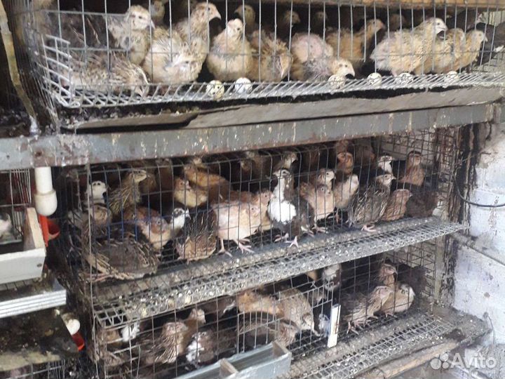 Яйца перепелиные