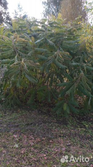 Кустарник Сумах Оленерогий (rhus typhina)