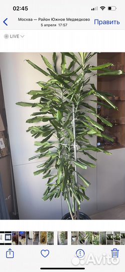 Пальма юкка