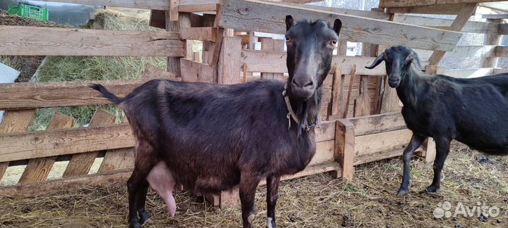 Козы дойные