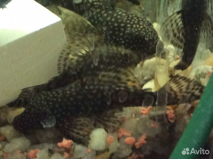 Анциструс взрослый