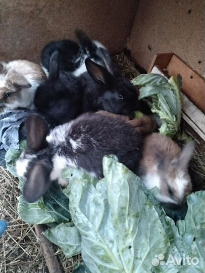 Крольчата