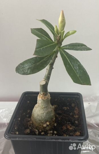 Адениум махровый привитый