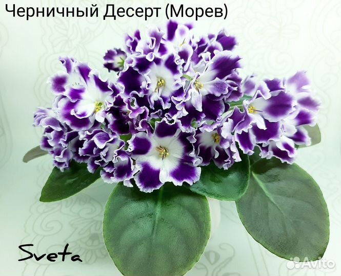 Предлагаю сортовые фиалки