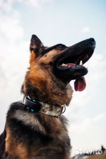 Трекер для собак