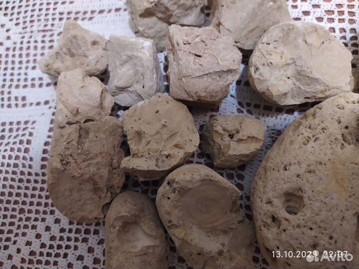 Окаменелости ракушек