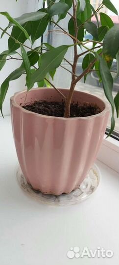 Фикус бенджамина