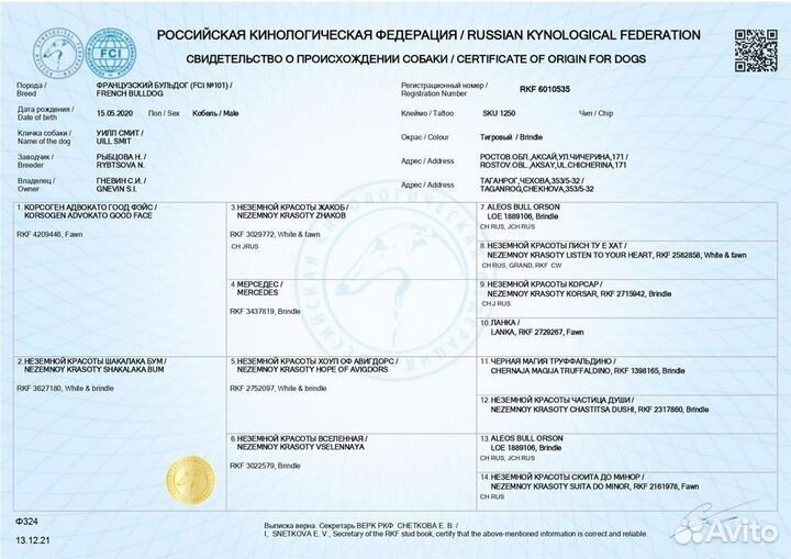 Вязка. Французский бульдог
