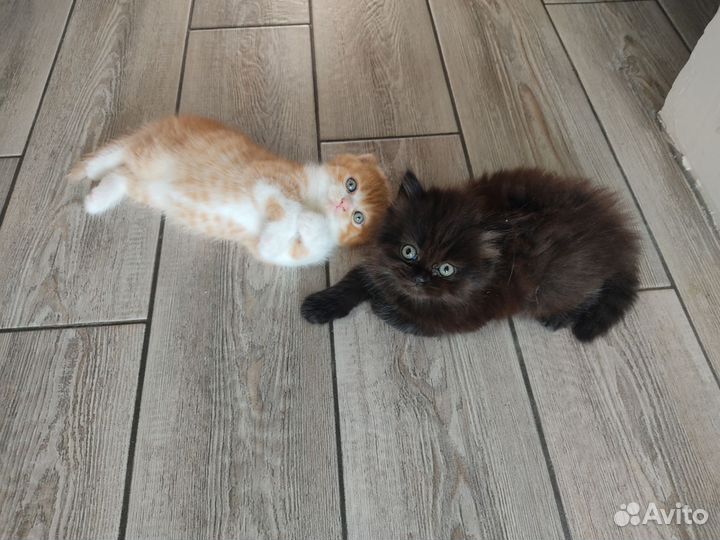 Шотландские вислоухие котята