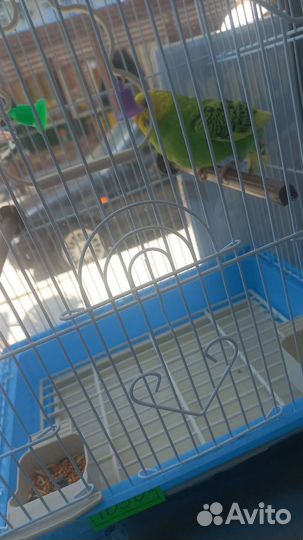 Клетка для попугая
