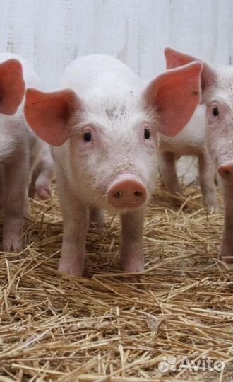 Поросята, мать сибирская-мясная, отец ландрас