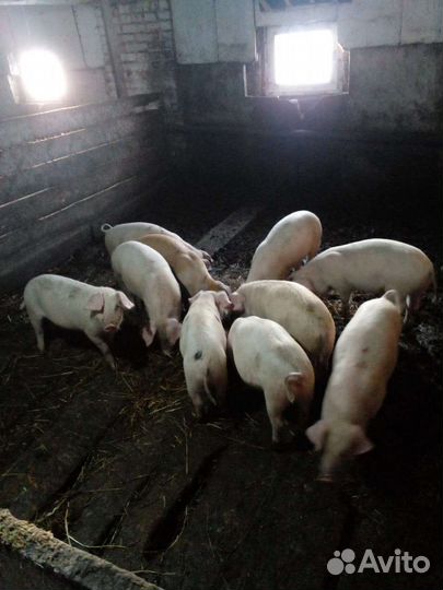 Поросята