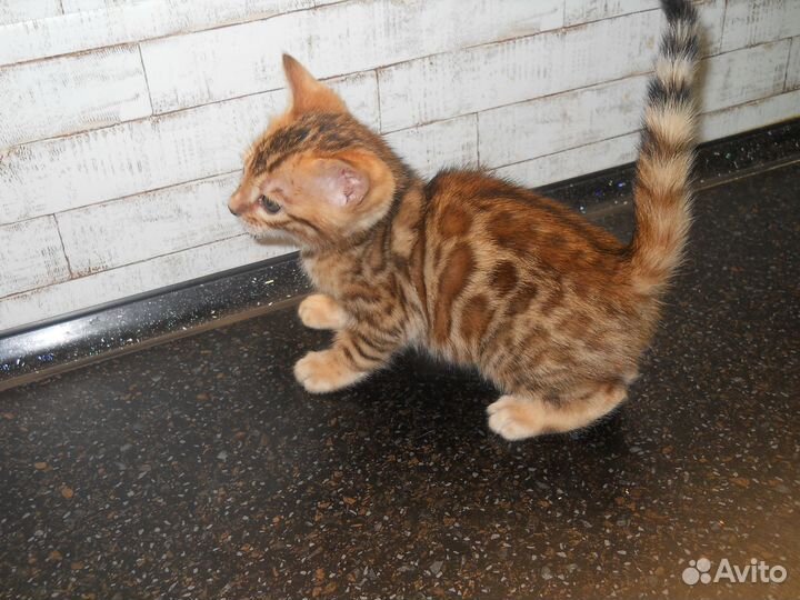 Бенгальские малыши