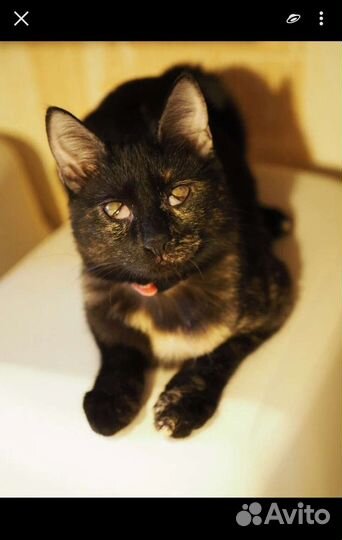 Кошка Коламбия 7 месяцев, стерелизованна,привита