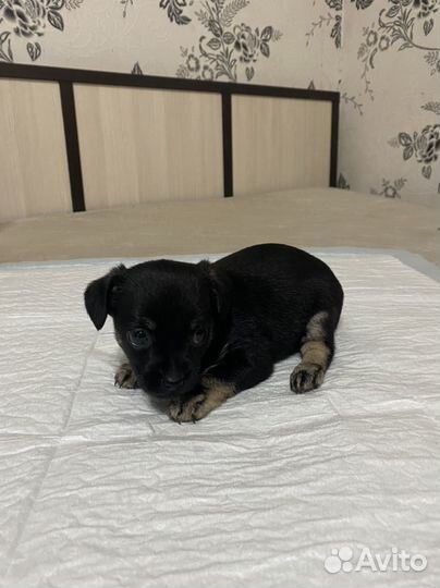 Той-терьер щенки