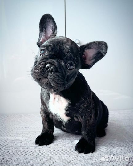 Французский бульдог