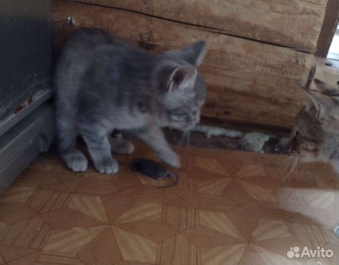 Кошки в добрые руки бесплатно