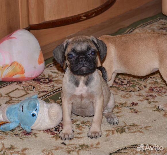 Щенки папа француз мама мопс