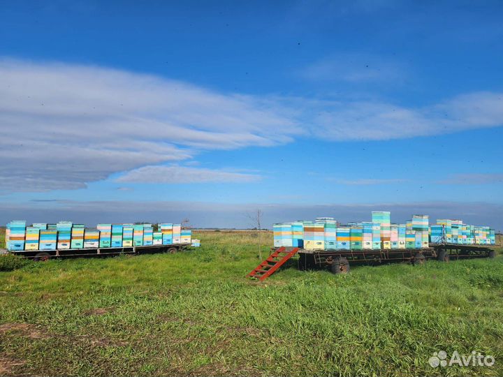 Мёд от правильных пчел - медосбор 2023г