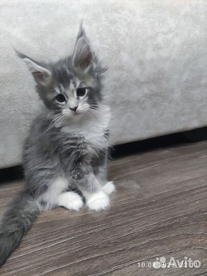 Котята мейн-кун