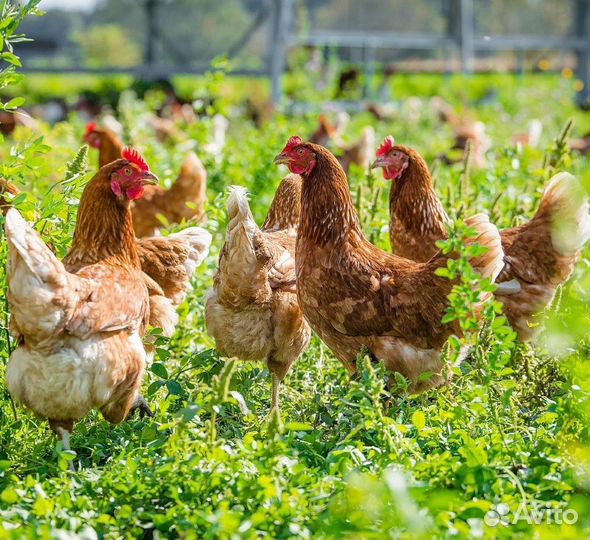 Куры несушки
