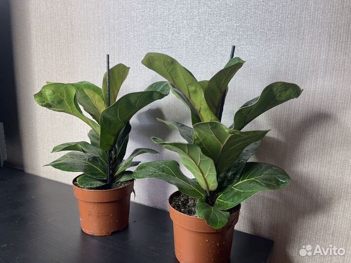 Фикус лирата комнатные цветы