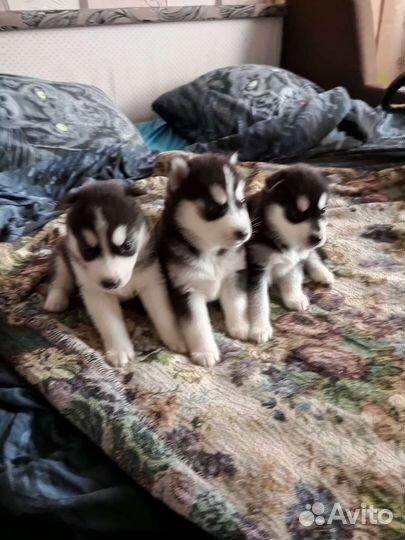 Сибирский хаски