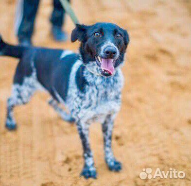 Милая собачка в дар