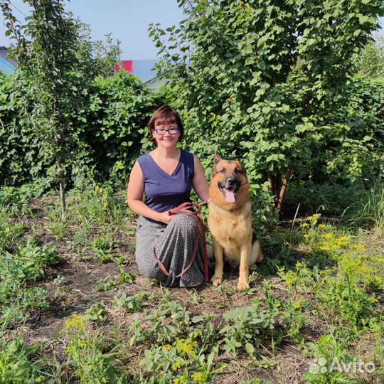 Зоогостиница в Ульяновске. Передержка собак