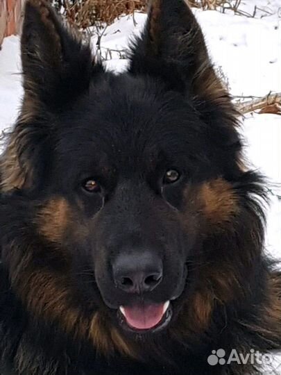 Вязка кобель немецкая овчарка