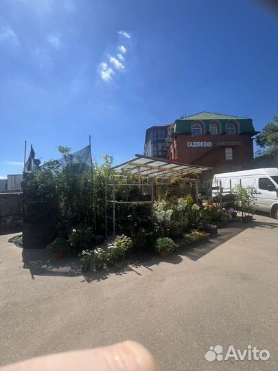 Цветы на любой вкус, садовый центр, у Надежды