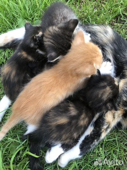 Котята бесплатно