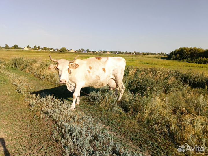 Корова дойная