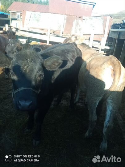 Корова нетель