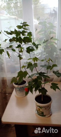 Комнатные растения