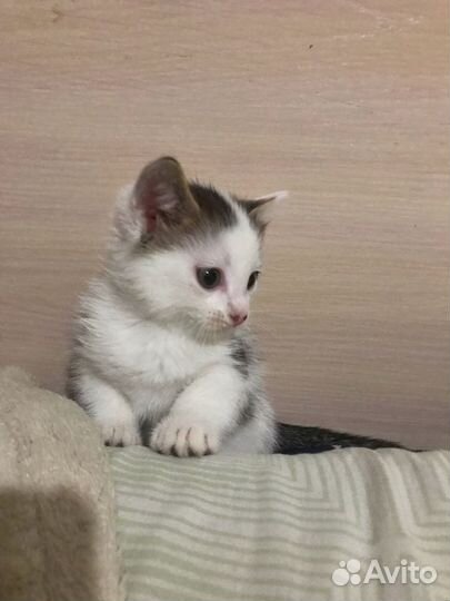 Котёнка отдам даром