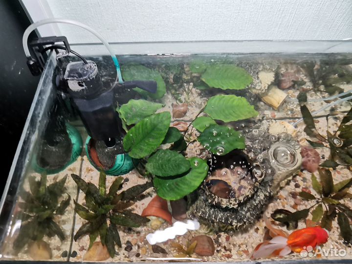 Аквариум с рыбкой