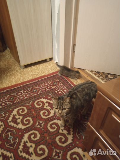Шотландская