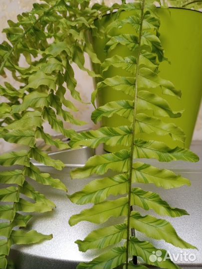 Папоротник нефролепис