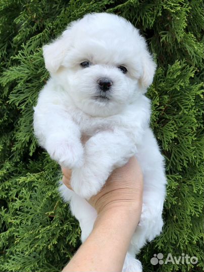 Щеночки Бишон фризе